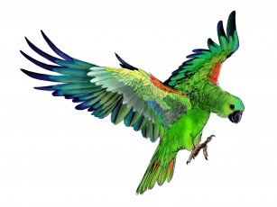 Картинка рисованное животные +птицы +попугаи попугай зеленый