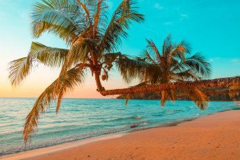 Картинка природа тропики море пальма