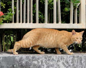 Картинка животные коты прогулка кошка рыжий