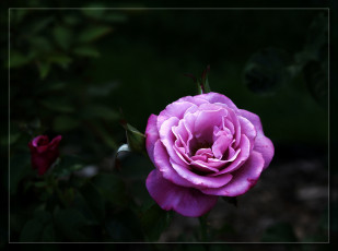 Картинка цветы розы сиреневый