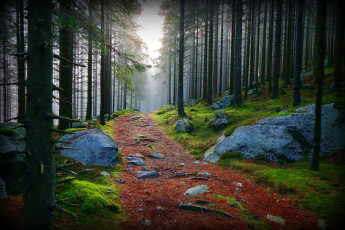Картинка природа дороги лес дорога камни