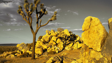 Картинка природа пустыни прерии в лучах желтого заката