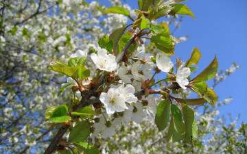Картинка Черешня цветы цветущие деревья кустарники весна ветки цветение