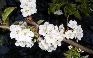 Картинка Черешня цветы цветущие деревья кустарники ветка весна цветение черешня