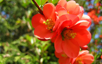 Картинка цветы айва розовый гранат