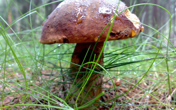 Картинка природа грибы трава гриб капли