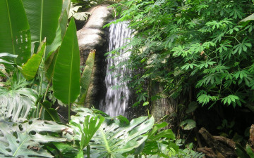 Картинка природа водопады зелень водопад листья