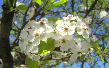 Картинка Яблоня цветы цветущие деревья кустарники весна цветение яблоня