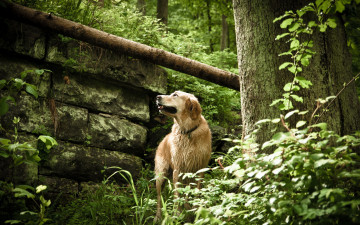 Картинка животные собаки деревья пёс