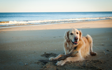 Картинка животные собаки песок пёс море