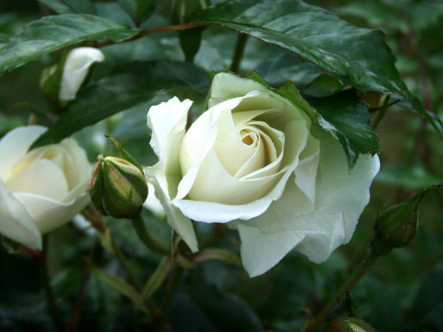 Обои картинки фото цветы, розы, белая, роза, бутоны
