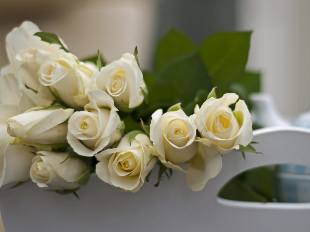 Обои картинки фото цветы, розы, белые