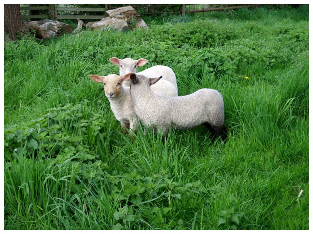 Обои картинки фото животные, овцы, бараны, овечки, высокая, трава