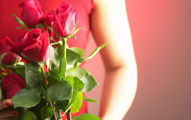 Обои картинки фото цветы, розы, девушка