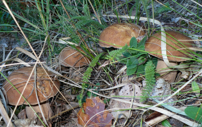 Обои картинки фото природа, грибы, семейка, грибов