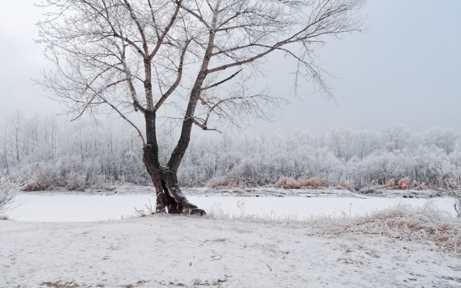 Обои картинки фото природа, зима, снег, иней, деревья