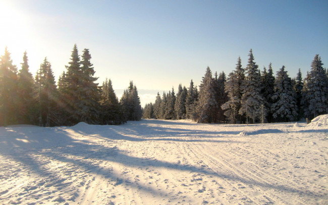 Обои картинки фото природа, зима, солнце, снег, лес