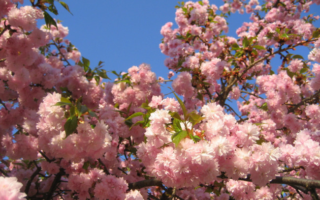Обои картинки фото сакура, цветы, вишня, Япония, розовый
