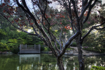 Картинка earl burns miller japanese garden california usa природа парк сад пруд растения