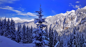 Картинка природа зима горы снег ели