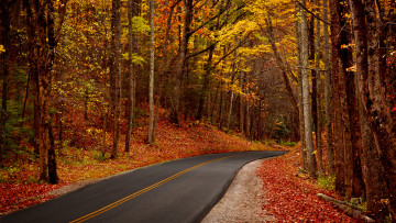 обоя природа, дороги, осень, лес, деревья, листья