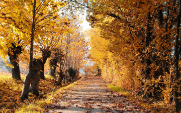 обоя природа, дороги, пейзаж, листья, деревья, осень, дорога