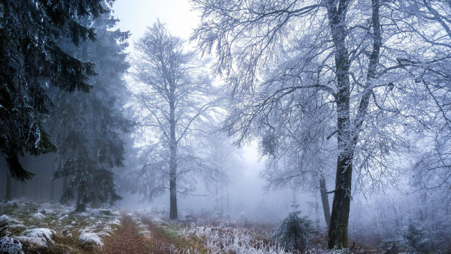 Обои картинки фото природа, зима, туман