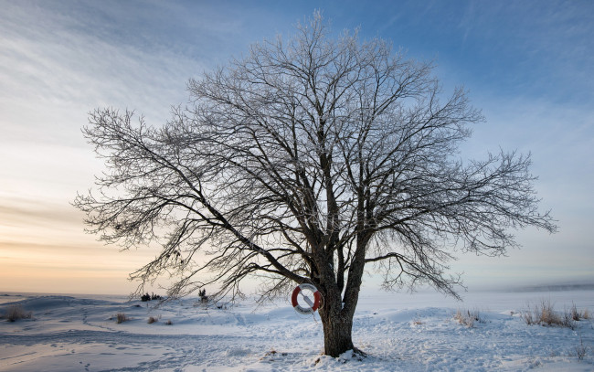 Обои картинки фото природа, деревья, зима, дерево, спасательный, круг