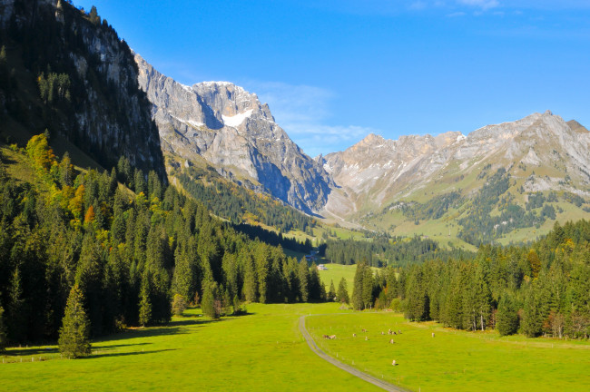 Обои картинки фото швейцария, обвальден, энгельберг, природа, горы, ели, трава