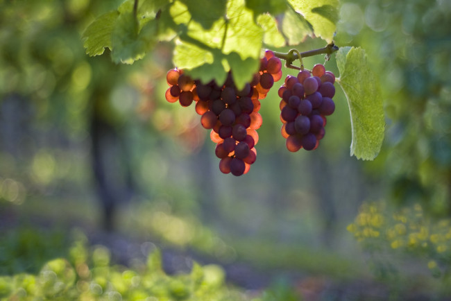 Обои картинки фото природа, Ягоды, виноград, ягоды, гроздь, свет, лоза