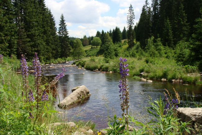 Обои картинки фото природа, реки, озера, горная, река, лес, цветы, Чехия, шумава, narodni, park, sumava