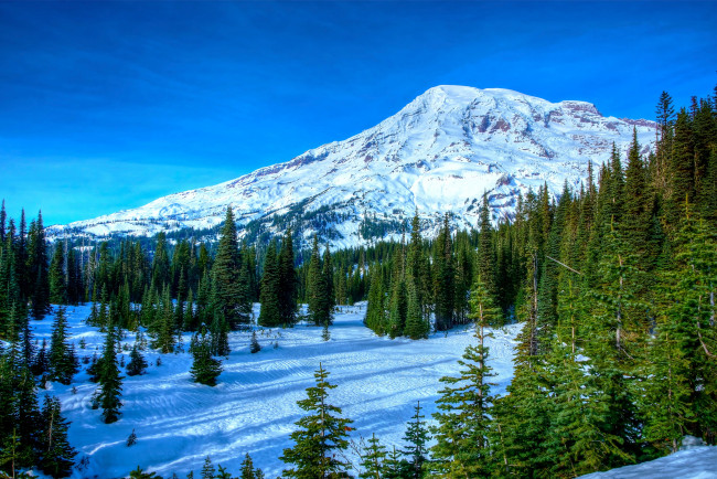 Обои картинки фото природа, горы, вершина, деревья, ель, лес, снег, небо