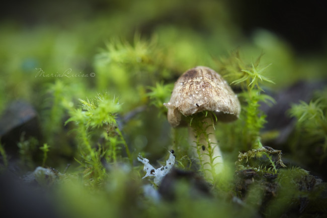 Обои картинки фото природа, грибы, зелень, макро, мох