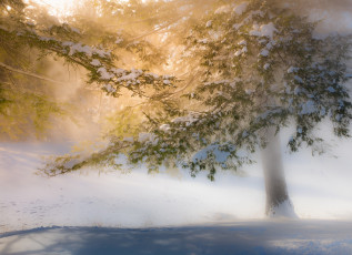 Картинка природа зима снег туман деревья