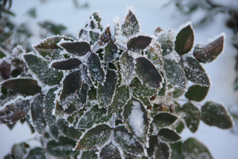 Картинка природа листья снег куст зима