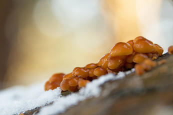 Картинка природа грибы фон капли утро роса зимний гриб макро сырость