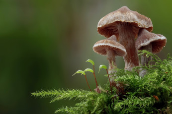 Картинка природа грибы макро мох