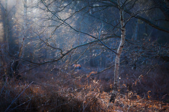 Картинка природа лес утро берёза