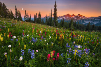 Картинка природа луга цветы трава луг горы
