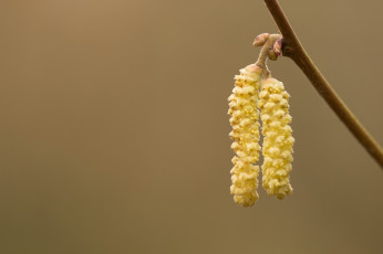 Картинка природа макро фон весна цветы фундук веточка