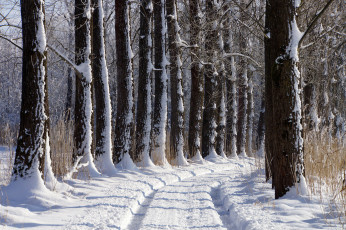 Картинка природа зима аллея дорога деревья снег