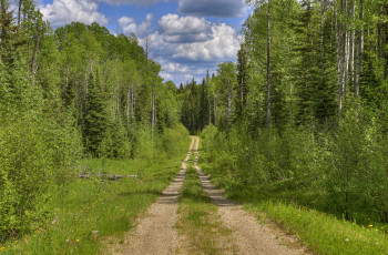 Картинка природа дороги тракт лес