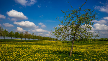 Картинка природа луга синее небо цветы деревья весна одуванчики луг