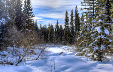 Картинка природа зима сугробы снег ельник