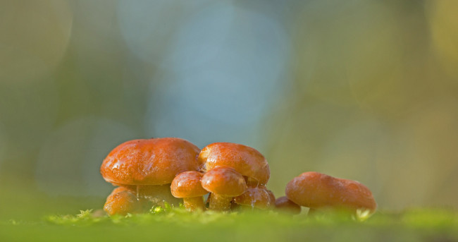 Обои картинки фото природа, грибы, роса, капли, утро, фон, макро, зимний, гриб, сырость