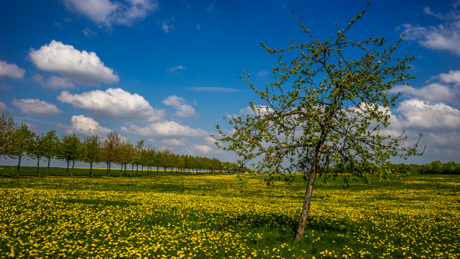 Обои картинки фото природа, луга, синее, небо, цветы, деревья, весна, одуванчики, луг
