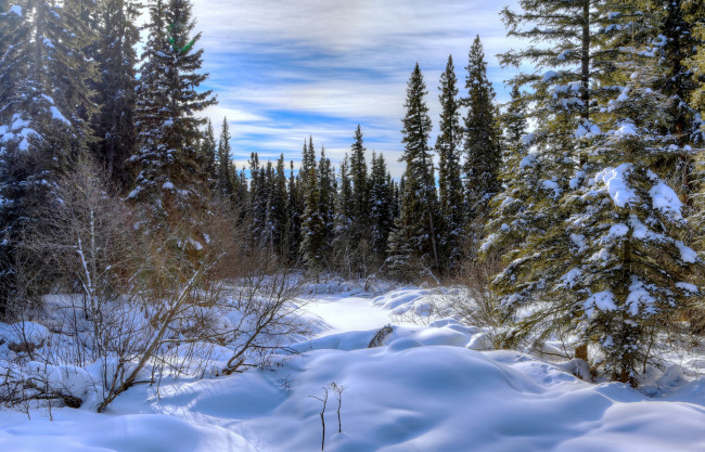 Обои картинки фото природа, зима, сугробы, снег, ельник