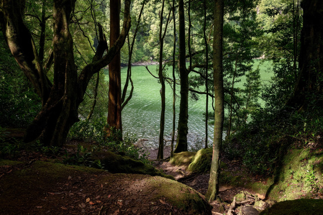 Обои картинки фото остров сан-мигель португалия, природа, реки, озера, озеро, португалия, сан-мигель, деревья, лес, остров