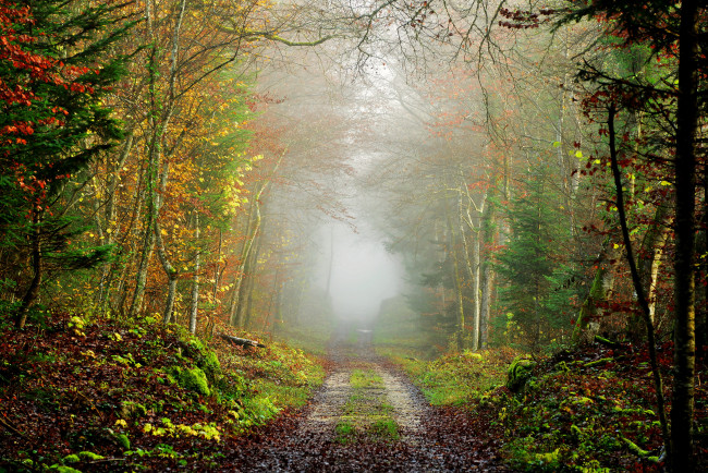 Обои картинки фото природа, дороги, туман, дорога, лес, осень