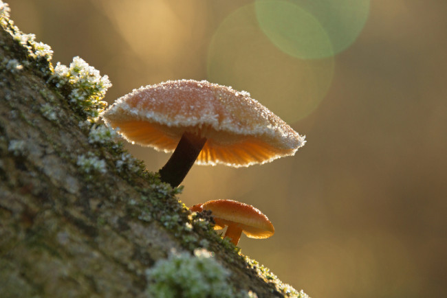 Обои картинки фото природа, грибы, иней, утро, зимний, гриб, макро, фон
